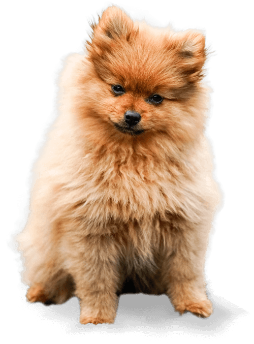 dog-about-1-1-1-1-1-1-1-1-1-1-1-1-1-1-1-1-1-1-1.png
